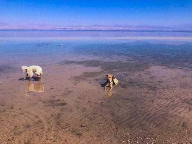 Diana Beach Camp Hotel Nuweiba‘ el Muzeinah Exterior foto